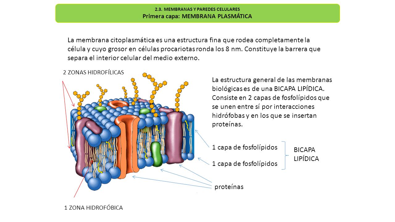 ubicacion membrana celular